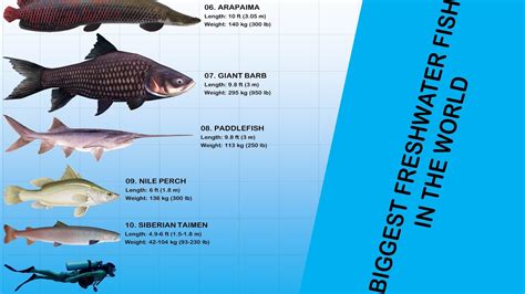 huge freshwater fish|List of largest fish .